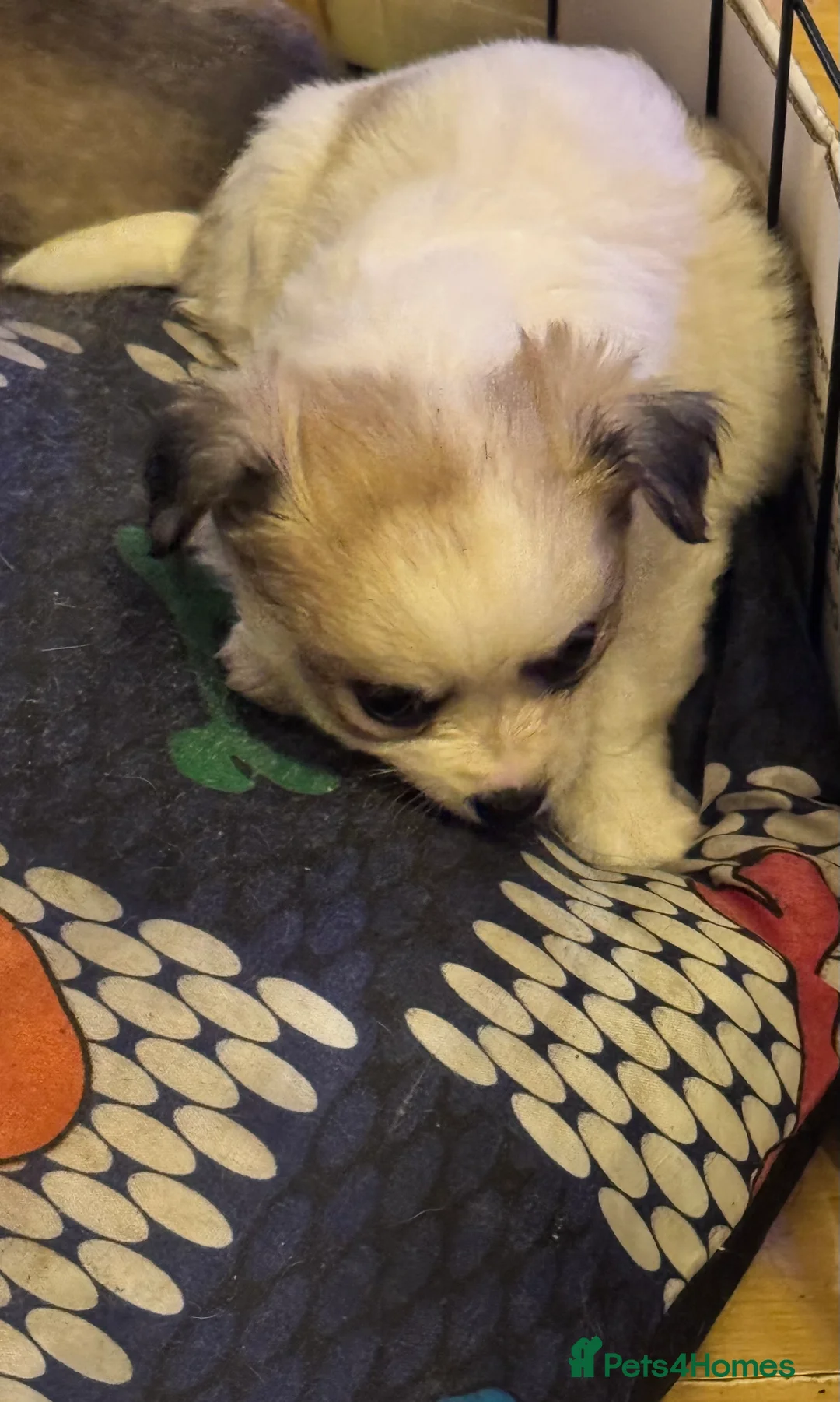 Chihuahua dogs for sale: Chihuahua pups - Advert 12