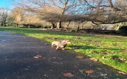 Dachshund dogs for stud: Slinky - Image 3