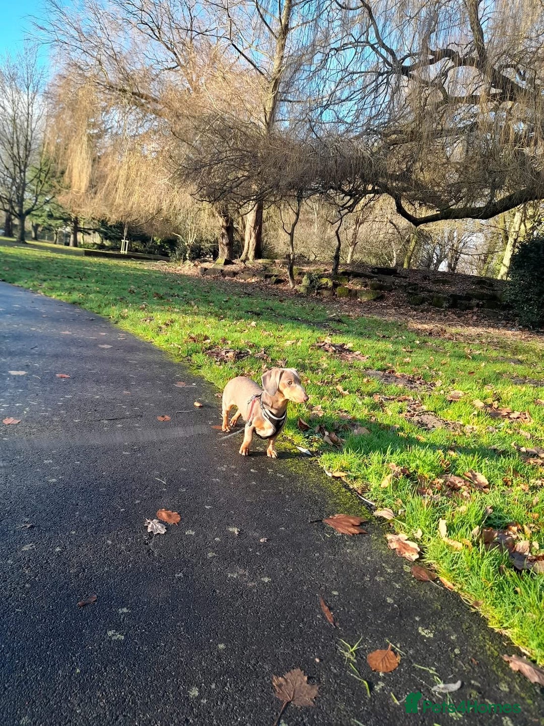 Dachshund dogs for stud: Slinky - Image 3