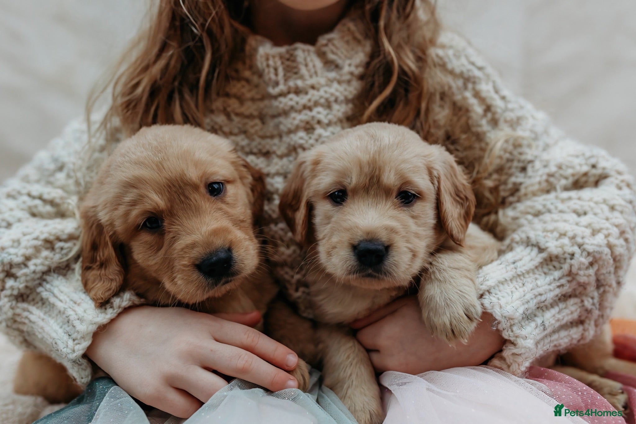 Golden Retriever dogs Beautiful golden retrievers - Advert 1
