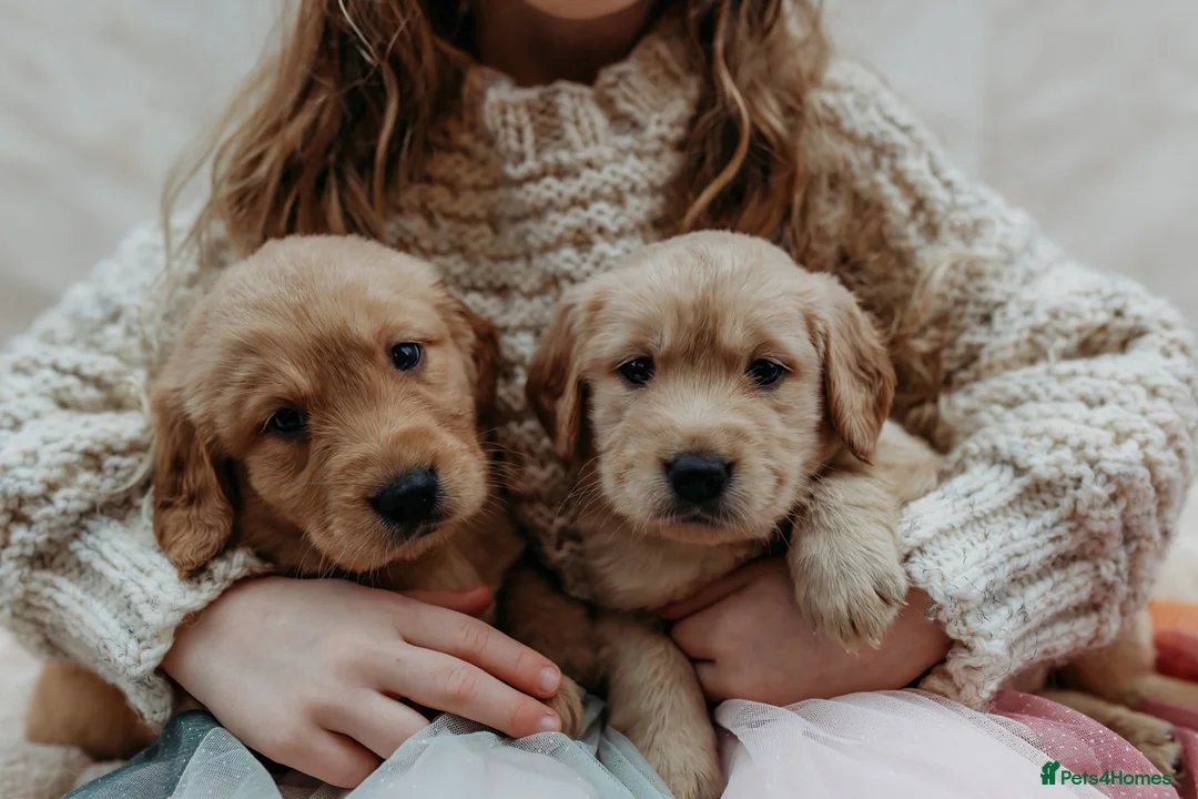 Golden Retriever dogs for sale: Beautiful golden retrievers - Advert 1