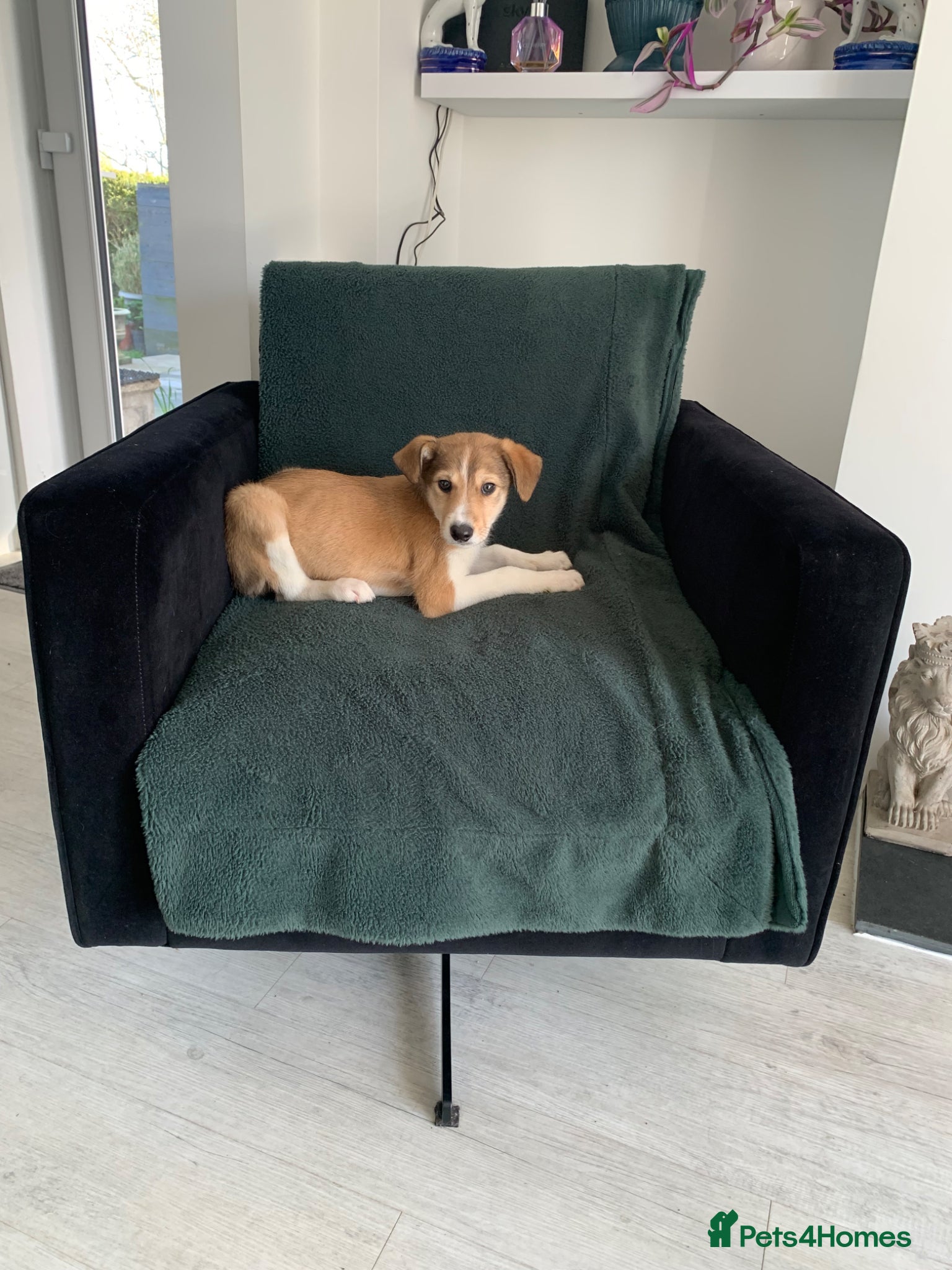 Mixed Breed dogs Old style Lurcher puppies - Ready now  - Advert 17