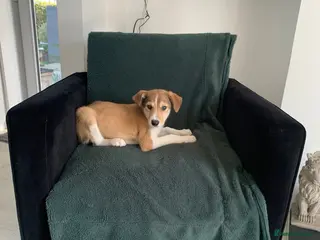 Mixed Breed dogs Old style Lurcher puppies - Ready now - Advert 17