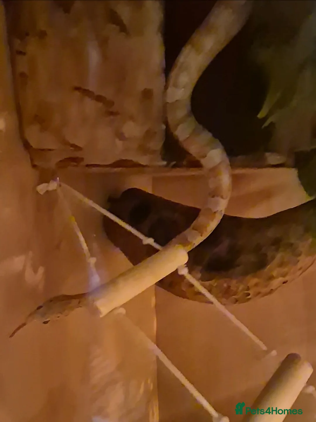 Corn Snake reptiles for sale: 4 y/o corn snake in Chelmsford - Advert 2
