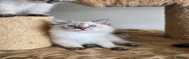 Ragdoll 1 Houdini