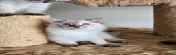 Ragdoll cats for sale: Gorgeous seal tabby male Ragdoll kittens  - Advert 8