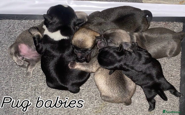 Pug dogs - Advert 1