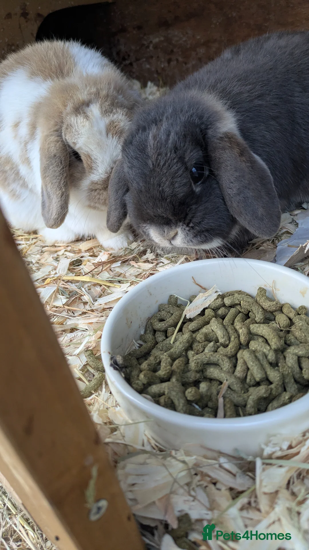 English Lop rabbits for sale: Need rehoming  in Blandford Forum - Advert 2