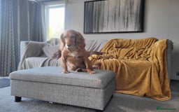 English Springer Spaniel dogs for sale: Springer spaniel - Image 3