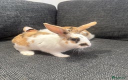 Mini Lion Lop rabbits for sale: Adorable baby rabbits for sale.  - Image 1