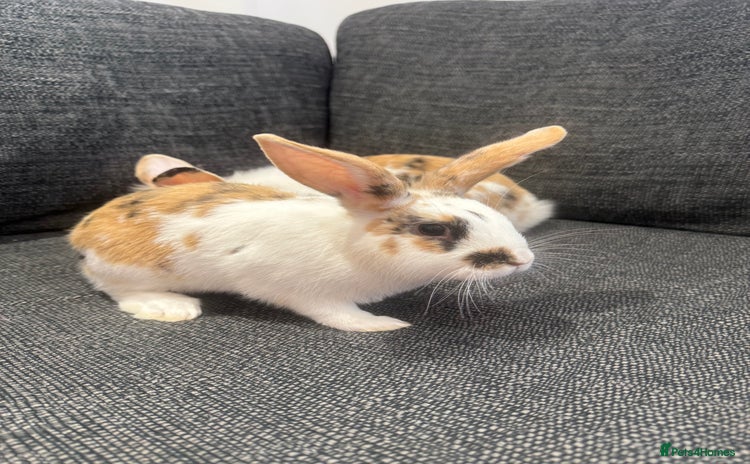 Mini Lion Lop rabbits - Advert 1
