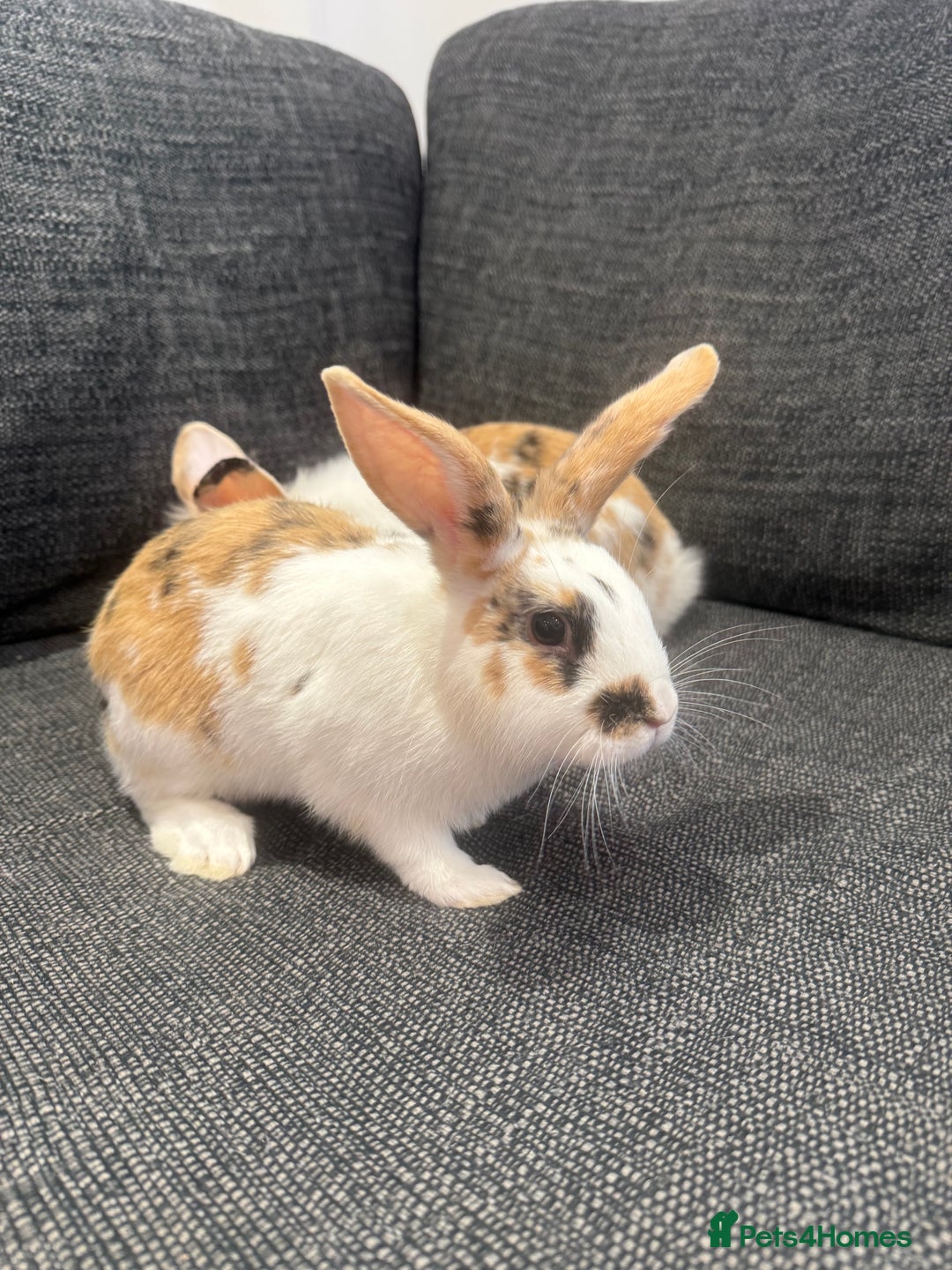 Mini Lion Lop rabbits for sale: Adorable baby rabbits for sale.  - Image 1