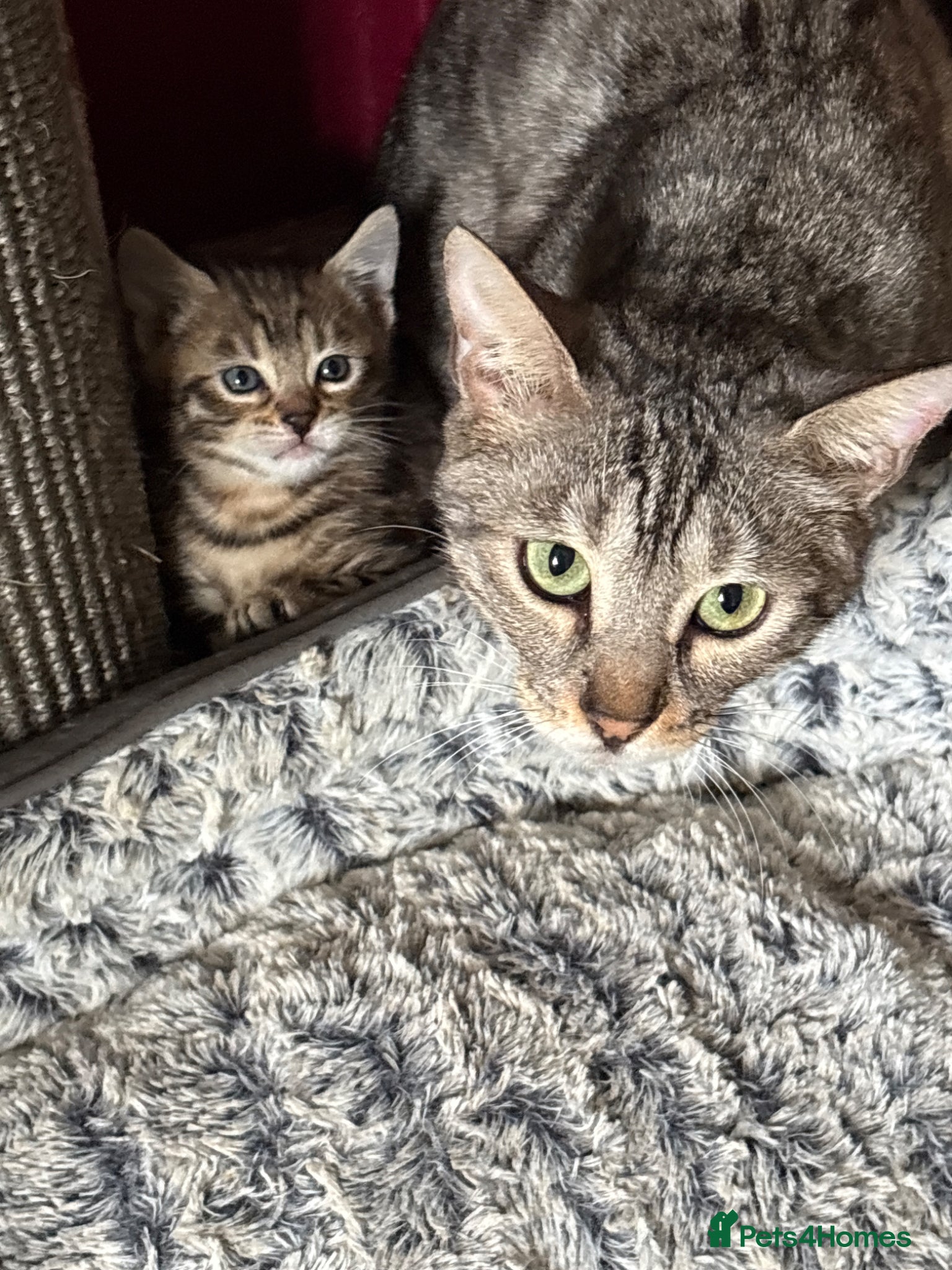 Bengal cats for sale: Bengal kittens pedigreed and registered - Advert 7