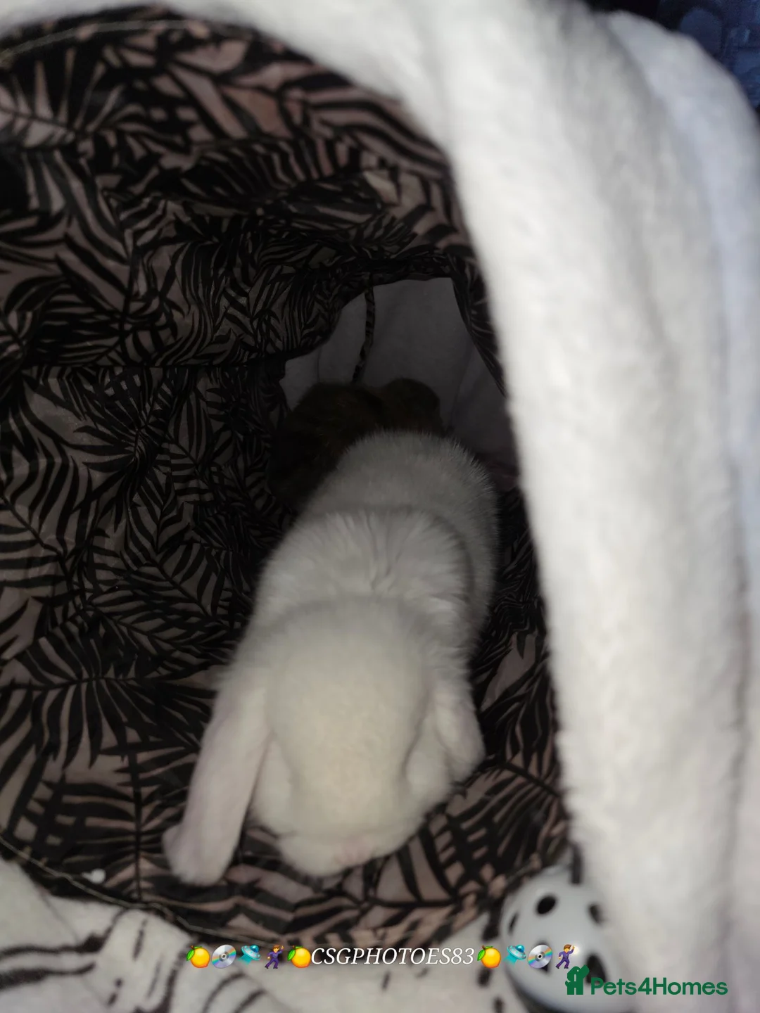 Mini Lop rabbits for sale: Bunnies unwanted by our child in Rochester - Advert 11