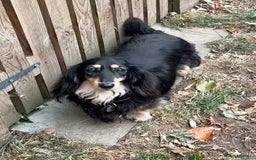 Miniature Dachshund dogs for sale: Beautiful one in a million miniature dachshund  - Image 1