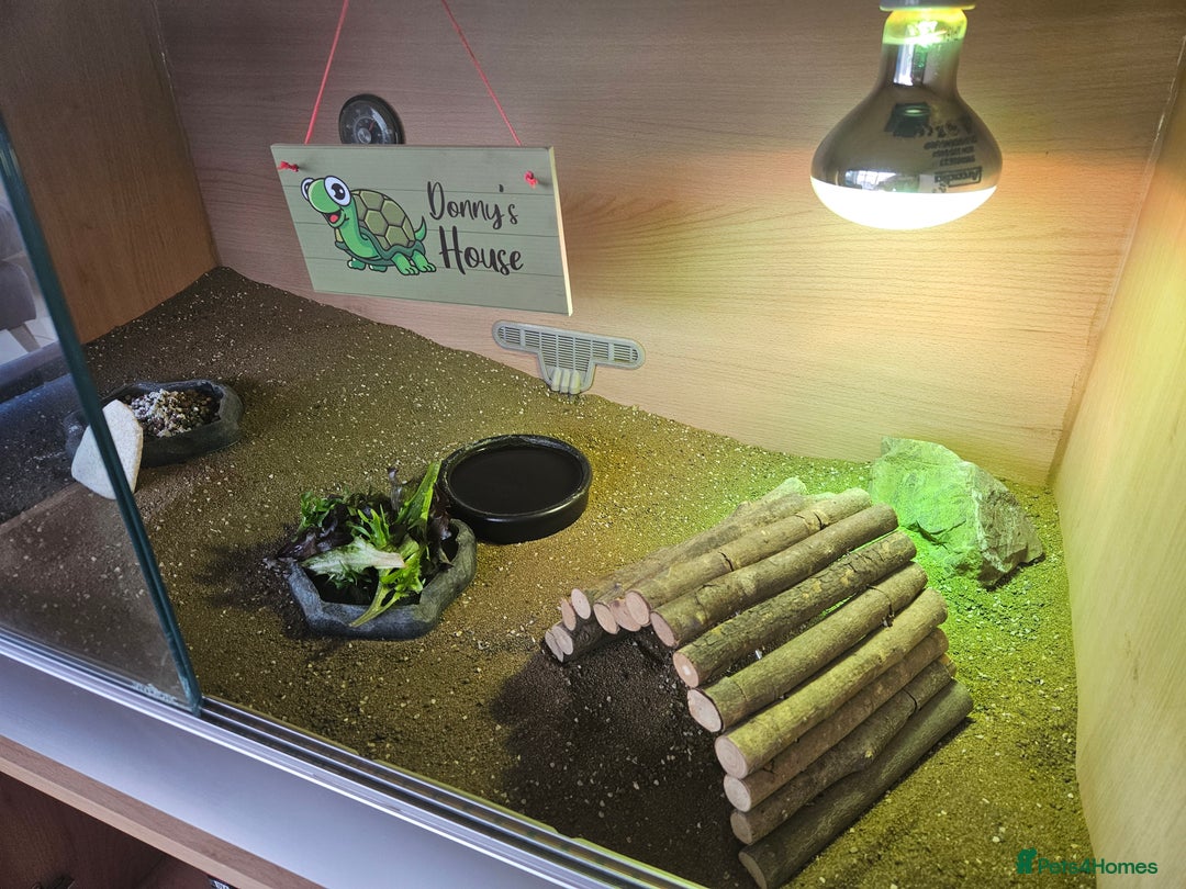 Tortoise reptiles for sale: Horsefeild tortoise and enclosure for Sale - Image 3