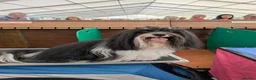 Havanese dogs for stud: Champion Havanese for stud - Advert 3