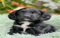 Cavapoo dogs for sale: Stunning Cavapoo babies  - Image 3