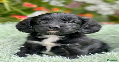 Cavapoo dogs - Advert 6