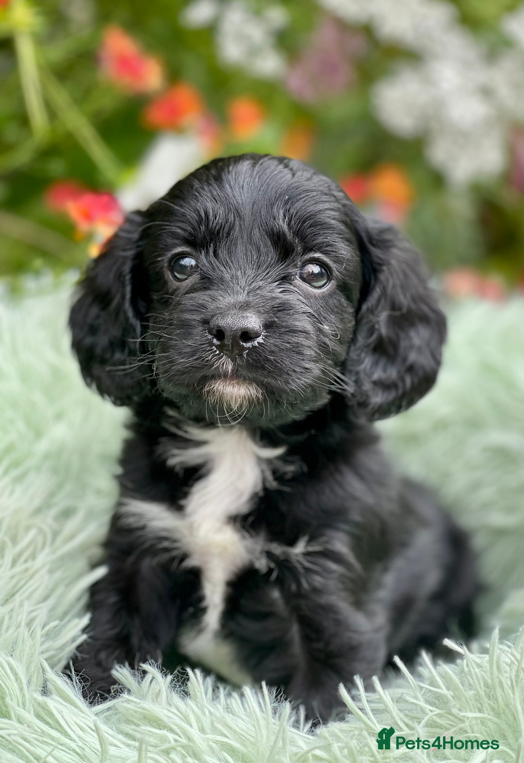 Cavapoo dogs for sale: Stunning Cavapoo babies  - Image 3