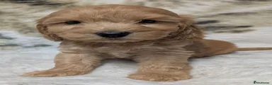Cockapoo 6