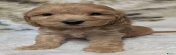Cockapoo dogs for sale: Quality DNA Clear Cockapoo Puppies  - Advert 28