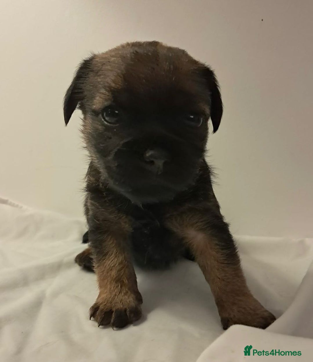 Border Terrier dogs for sale: Beautiful Borders - Advert 2