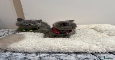 British Longhair cats - Advert 3