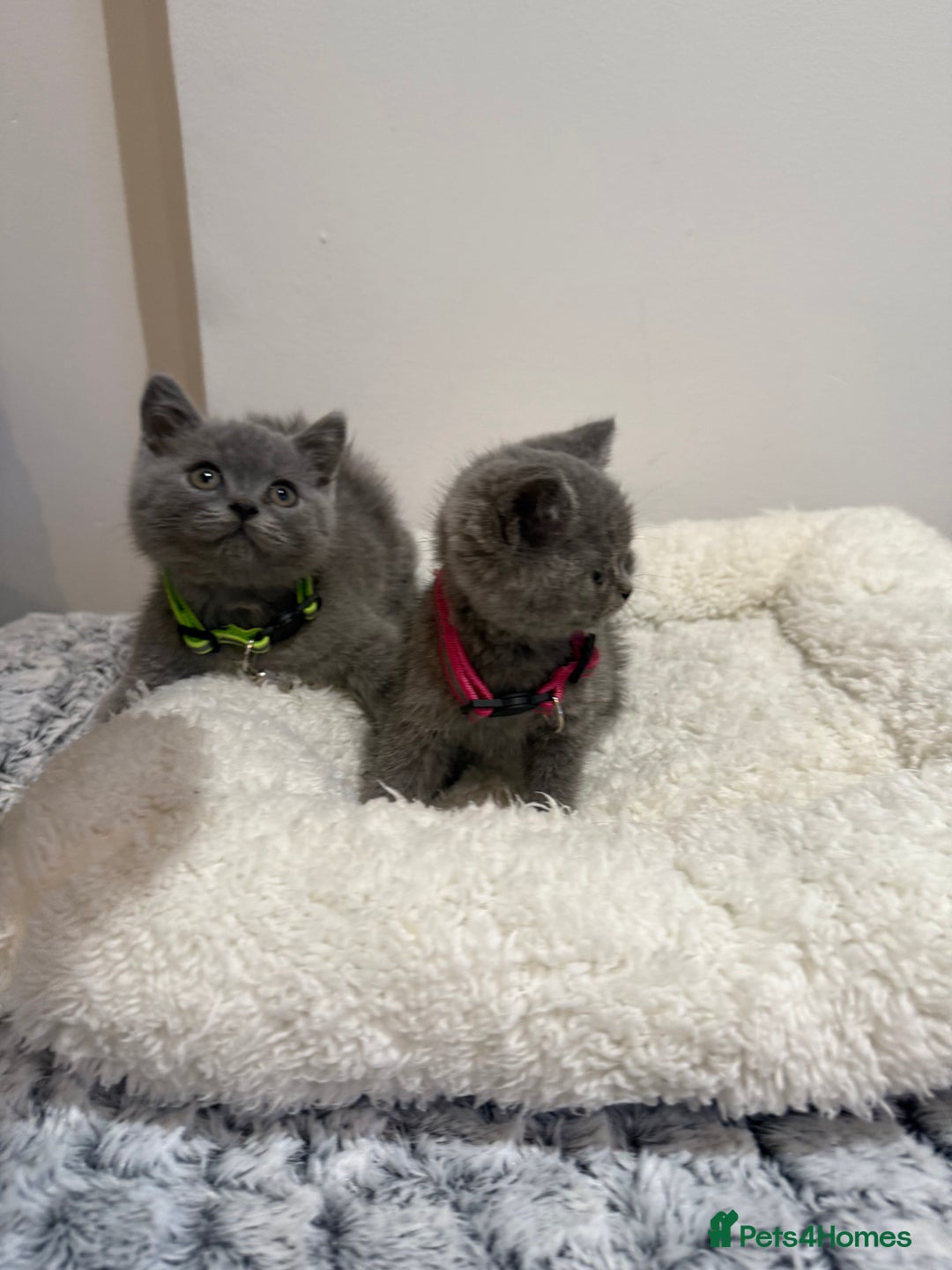 British Longhair cats for sale: Beautiful blues - Image 3
