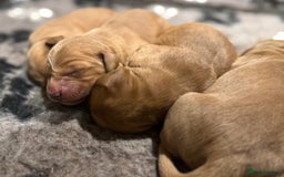 Golden Retriever dogs for sale: Working Golden Retriever puppies - Advert 8