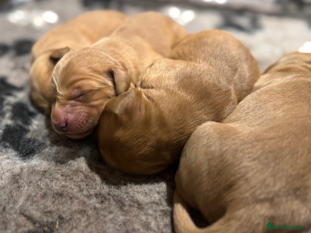 Golden Retriever dogs for sale: Working Golden Retriever puppies - Advert 8