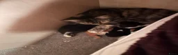 Mixed Breed cats for sale: 🐾 4 Male Kittens Looking for Loving Homes 🐾  - Advert 9