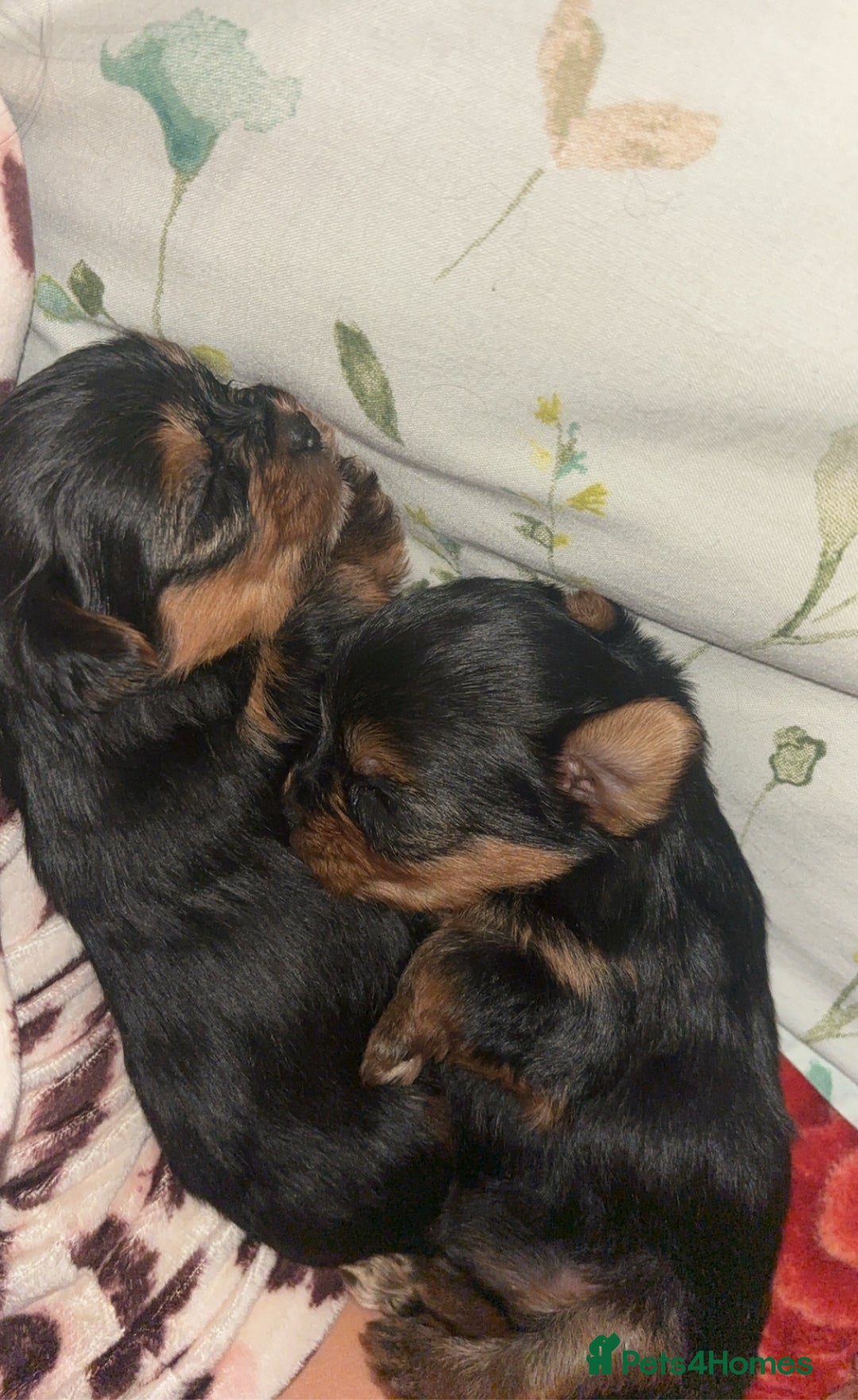 Yorkshire Terrier dogs for sale: Beautiful pure Yorkshire terriers puppy’s  - Advert 10