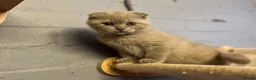 Scottish Fold cats for sale: 🐾Boy Kitten available 🐾 in Hitchin - Advert 9