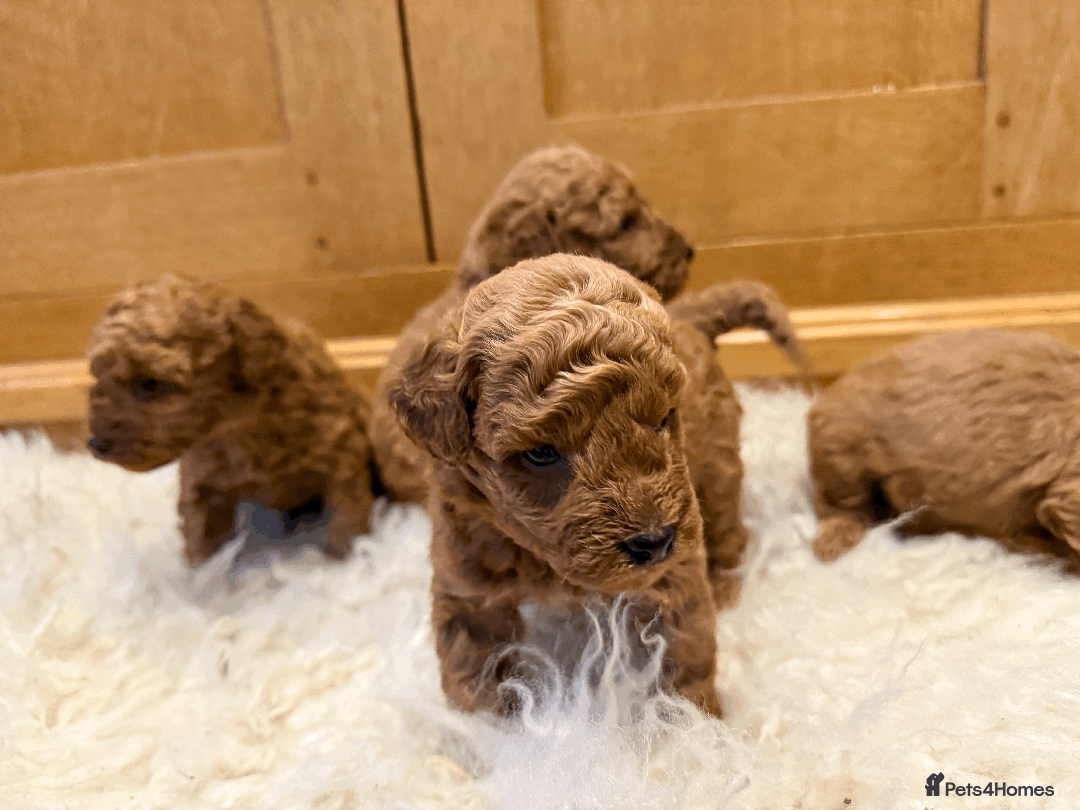 Miniature Poodle dogs for sale: Pedigree KC Registered Miniature Poodle Pups  - Advert 7