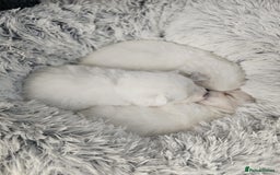 Samoyed dogs for sale: Beautiful Samoyed Puppies! ✨* - Image 11
