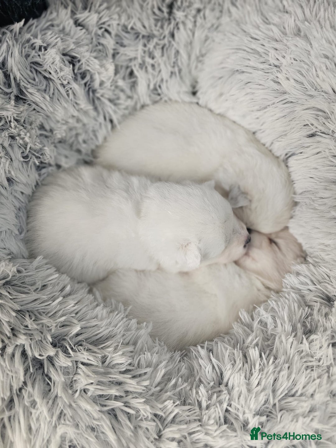 Samoyed dogs for sale: Beautiful Samoyed Puppies! ✨* - Image 11