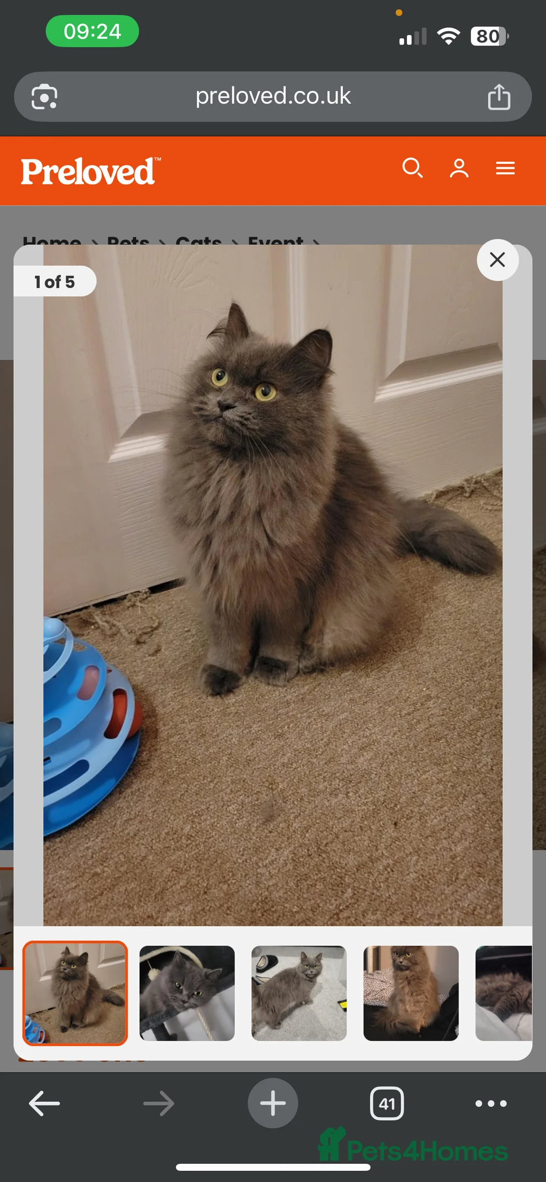 British Longhair cats for sale: British longhair  - Advert 1