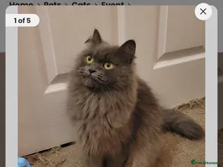 British Longhair cats British longhair - Advert 11