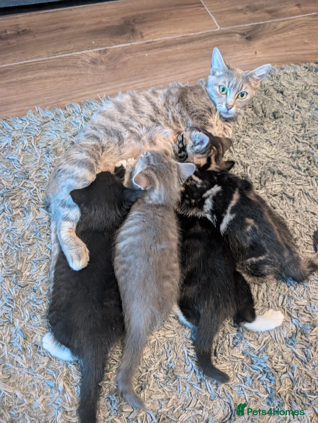 Mixed Breed cats for sale: Kitten  - Advert 2