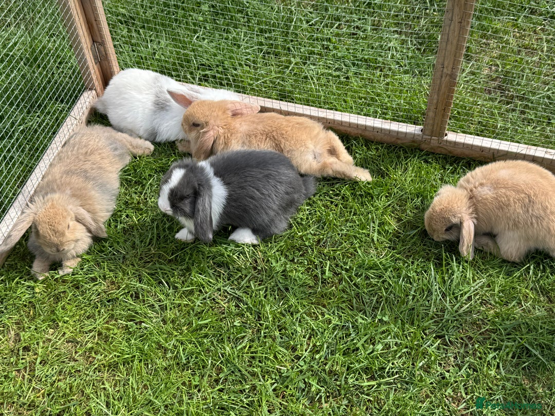 Dwarf Lop rabbits for sale: Drawf Lops - Image 8