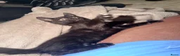 Mixed Breed cats for sale: Marley - Advert 5