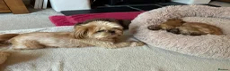 Shih Tzu dogs for sale: Beautiful Imperial Shih tzu Puppies  - Advert 10