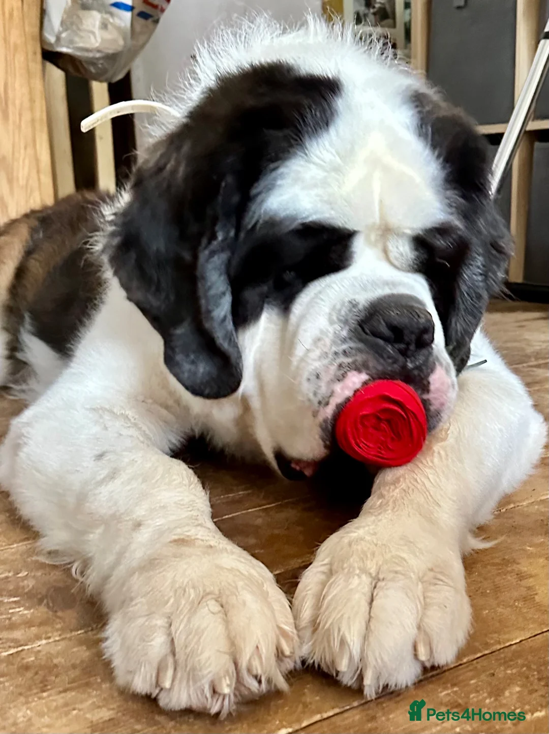 Saint Bernard dogs for sale: Saint looking for forever home in Exeter - Advert 3