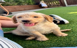 Labradoodle dogs for sale: Gorgeous Litter of F1 Labradoodle Puppies  in Lydbury North - Image 2