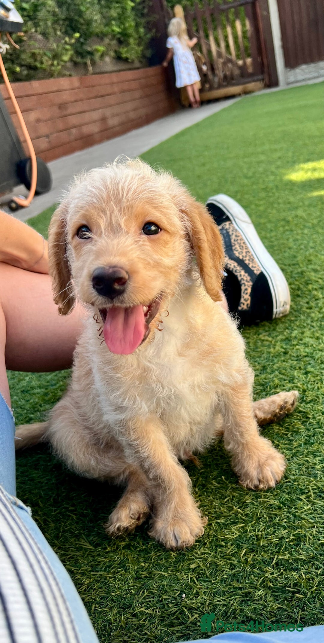 Labradoodle dogs for sale: Gorgeous Litter of F1 Labradoodle Puppies  in Lydbury North - Image 2