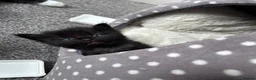 Mixed Breed cats for sale: Kitten  in Stoke-on-Trent - Advert 6