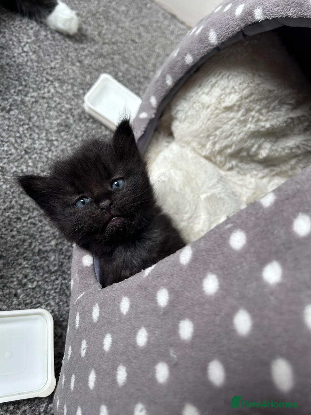 Mixed Breed cats for sale: Kitten  in Stoke-on-Trent - Advert 6