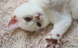 British Shorthair cats for sale: Ready CH Bloodlines BSH TICA registered kittens in Feltham - Image 25