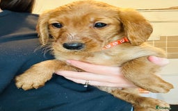 Labradoodle dogs for sale: Beautiful Labradoodle puppies for sale - Image 11
